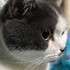 Pennytam852