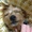 ビリ犬