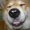 ハリー犬