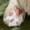 ねここ8131