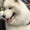 HACHI君グルメ