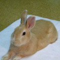 もちウサギ