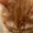 猫好き29