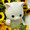 ねこたんさま