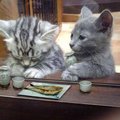 うまいもんたべ隊