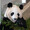 panda pankoro