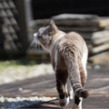 かながむ