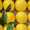 foodie_12