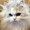ユーザーのアイコン画像