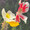 fuwa_tabe