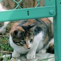 たけのこの飼い主