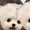 こいぬさま