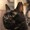 黒猫 あずき