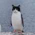 ほんずね