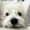 ユーザーのアイコン画像