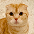 よおことマロン
