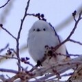テテさち