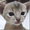 猫好きｶﾙﾋﾞ