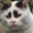 ＢｏｓｓＣａｔ