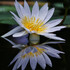 Water*lily*238