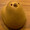 Lapin26
