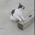 さかばのねこ