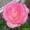 RoseGarden