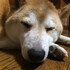柴犬竜太くん