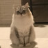 Jiroo1111