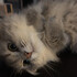 萌猫様