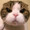 ネコネコさんだじょ