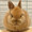 ユーザーのアイコン画像