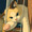 もんちねこ