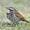 Thrush