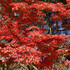 紅葉の響