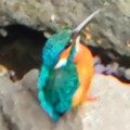 gourcharo