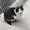 TOMくんの猫