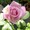 Rosarian
