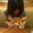 ふつーのひよこ