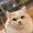 neko.7d8b3294804