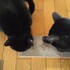 ぽんちょびてぃ