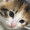 ユーザーのアイコン画像