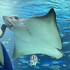 海とウクレレ