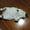 れいかひめ