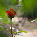 eiko_and