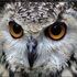 white-owl
