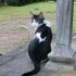 ゴン猫