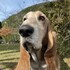 グルメハウンド山田