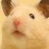 谷園