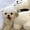 ふにょぽにゃ